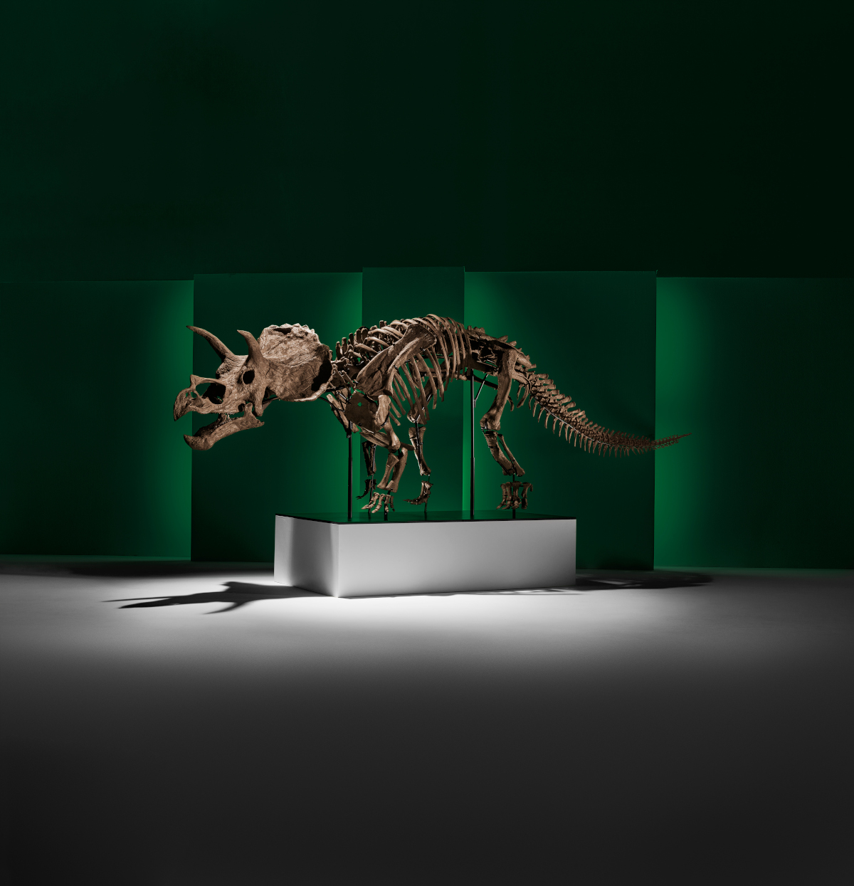 A skeleton of a juvenile Triceratops on display against a dark green background.